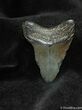 Small Megalodon Shark Tooth #558-1